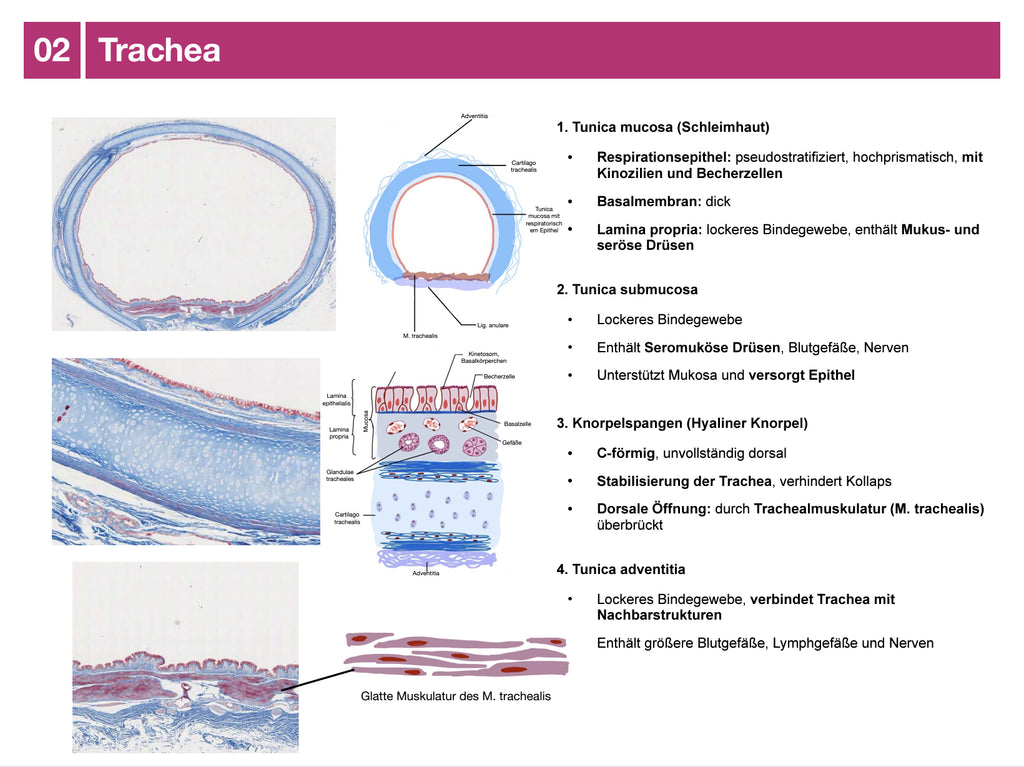 Histologie-E-Skript