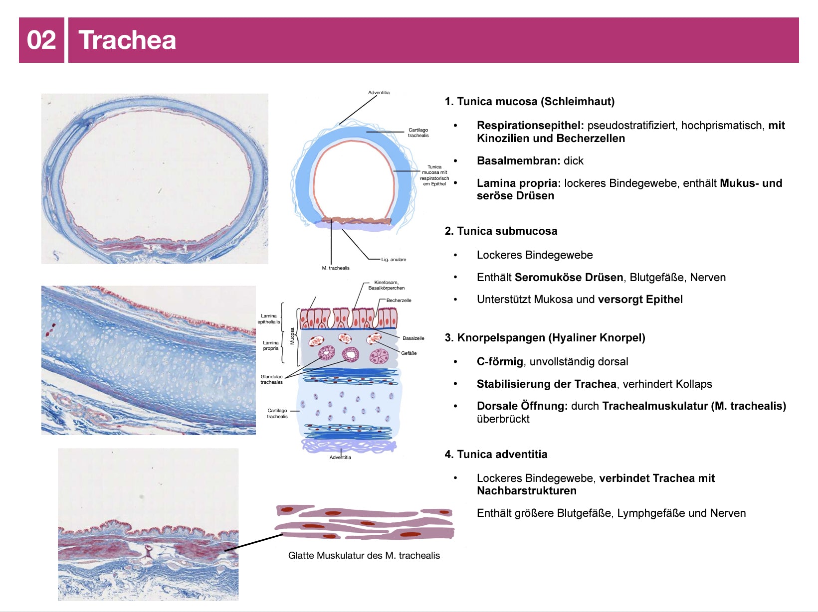 Histologie-E-Skript